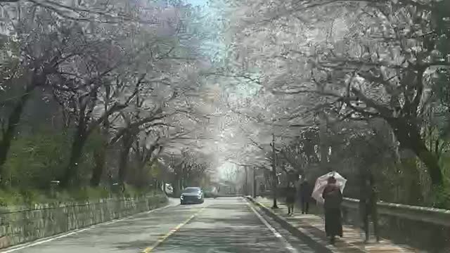 Across the cherry blossom trees