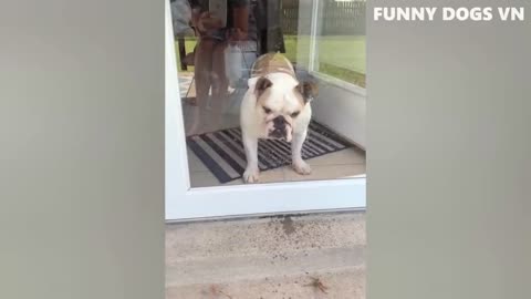 Funniest animal videos//funny dog and cats -try nat to laugh😂😂 2023