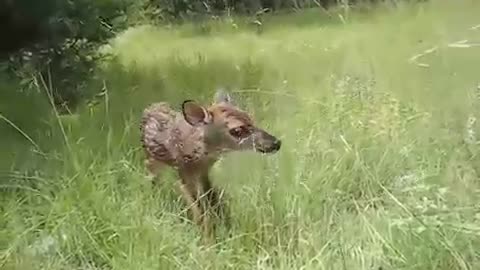 Baby Fawn's First Step Video 2022