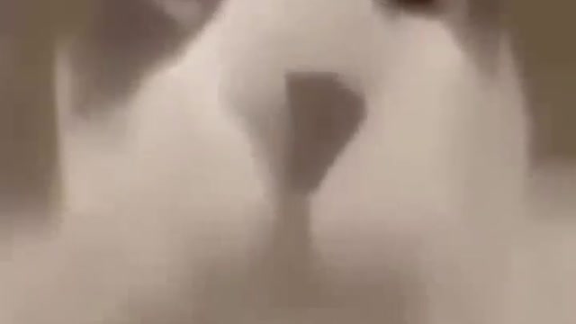 New Funny Videos 😍 Cutest Cats and Dogs 🐱🐶 - Part 2