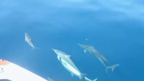 Wild Dolphin incredibly swims and meeting