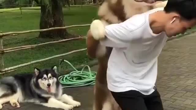 Funniest Siberian Husky Dog Videos 😁😇 Best Funny Animal Videos 2022 😺 Funny Dog Videos 2022 😁