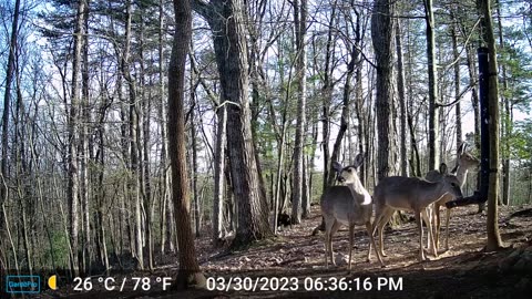 The Woods – 03/31/2023