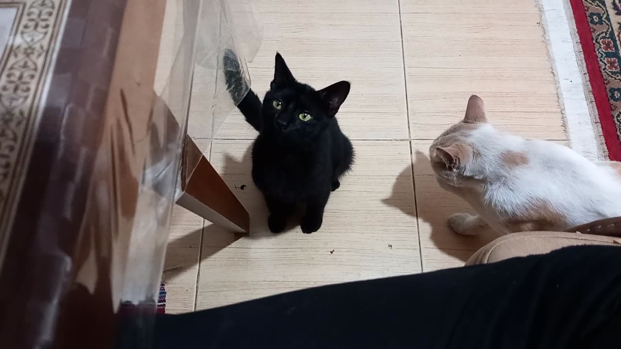 Cute black cat food request