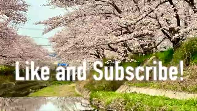 Japan Cherry Blossoms - Spring 2023 - Japan reopens for tourism!