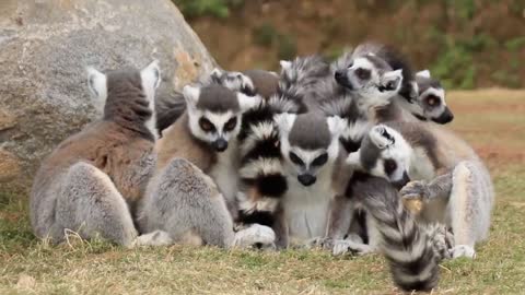 A bunch of lemur ring-tailed lemur Tours