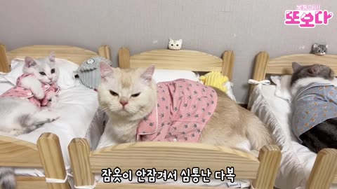 So lovely & cutest cats || Their great idea for cats sleeping room