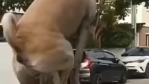 Doggy