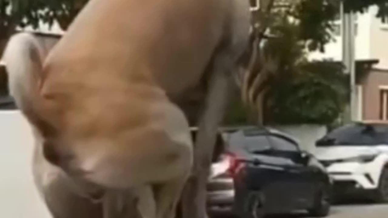 Doggy