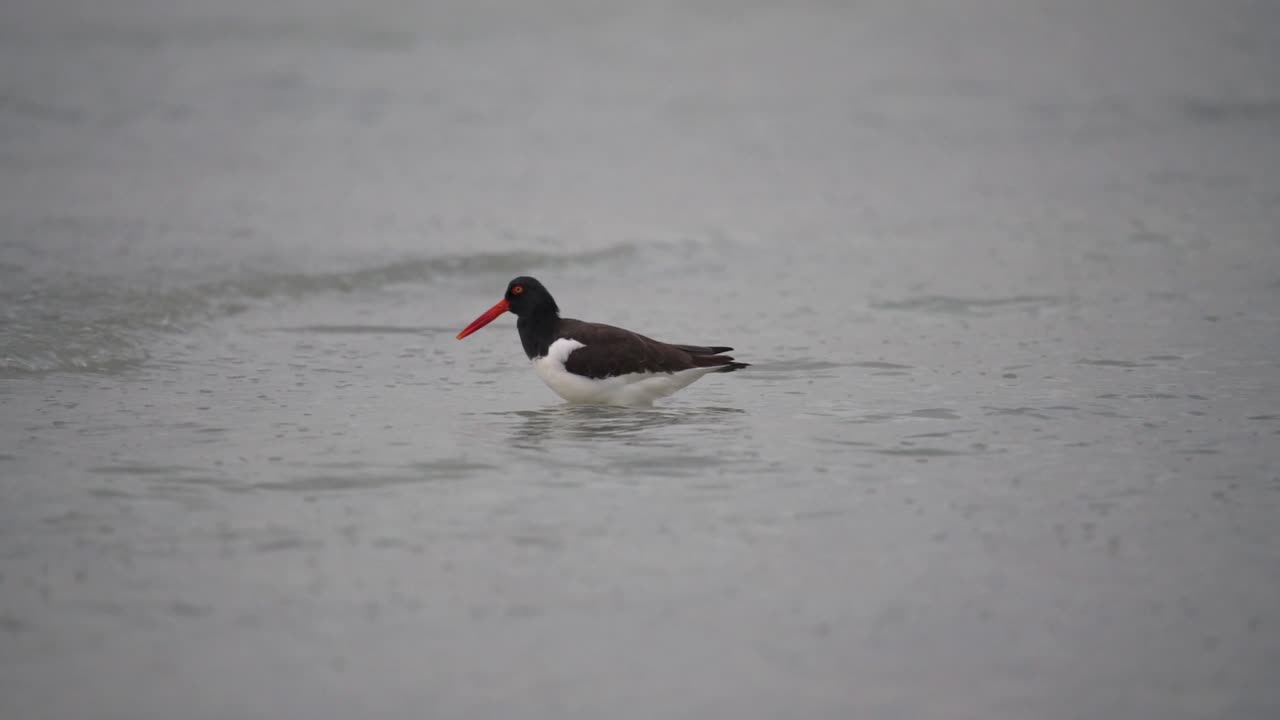 Oystercatcher Bathing Along the Shoreline