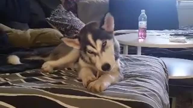 The sly Husky puppy