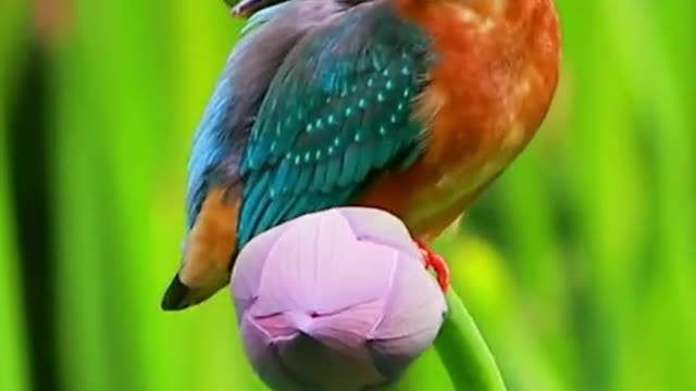 nature #Thank you for attention #