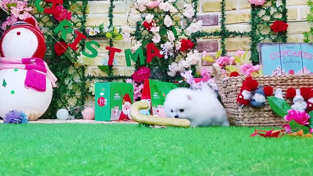 I want to have a puppy as a gift !! In January 2019