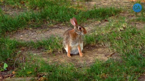 Funny and cute Rabbits