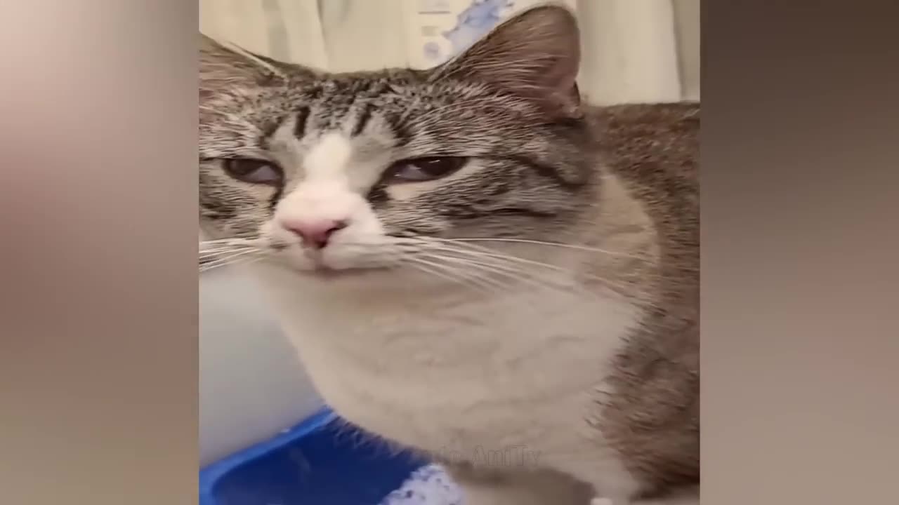 New Funny Videos 2024 😍 Cutest Cats and Dogs 🐱🐶