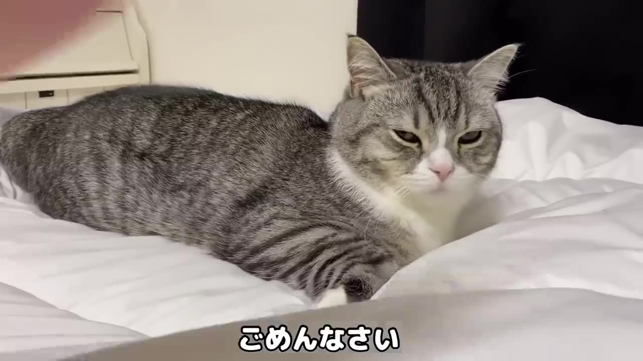 cat go to toilet in the middle of night with me #KittyCuteness#CatsInBoxes#Caturday#PawsAndPlay#cats