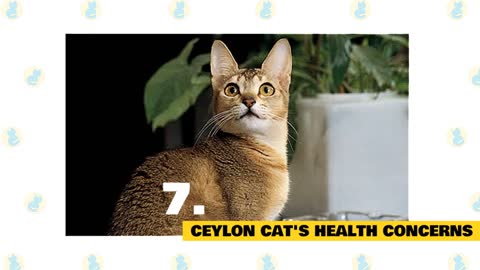 Ceylon Cats 101 : Fun Facts & Myths