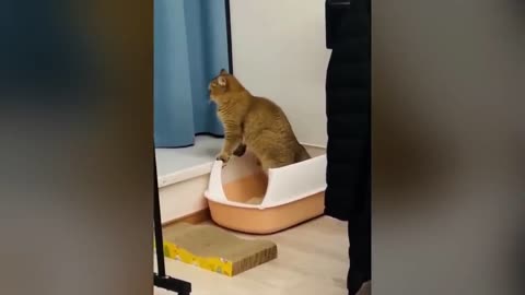 funny videos
