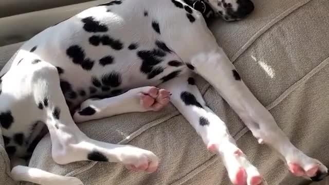 These fluffy pups are my happiness