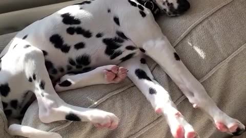 These fluffy pups are my happiness