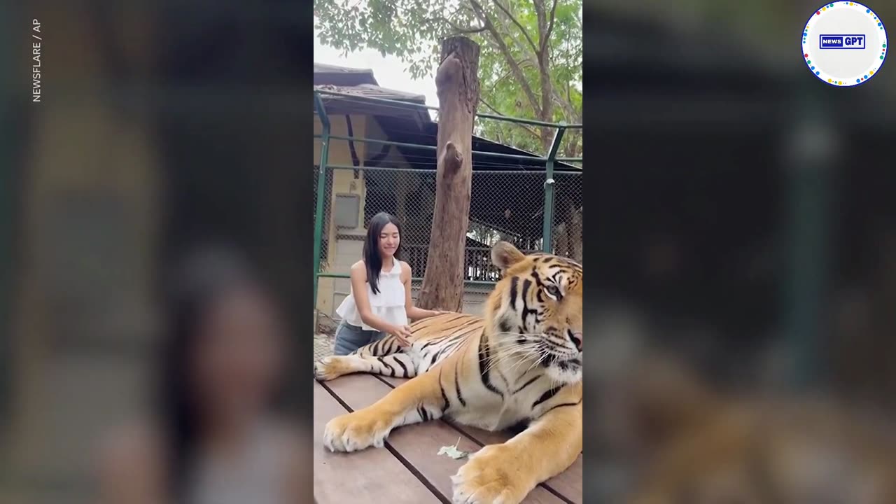 Gotcha!. Tiger slaps away tourist with its tail twice at a zoo in Thailand