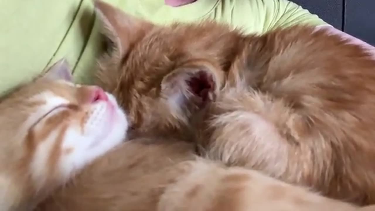 Funny Kitten