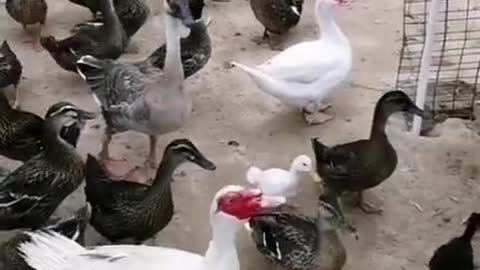 ducks