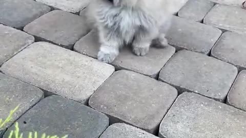 Funny Animal Videos #27