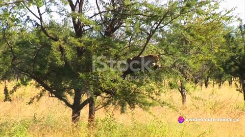 African Ecosystems: The Interconnected Web of Life