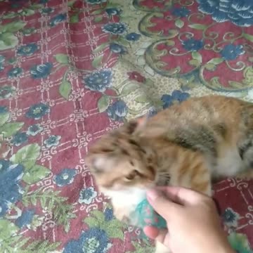 🐈🐈🐈🐈😺😺 cat byb