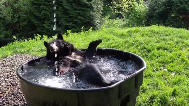 rub a dub dub bear in a tub.