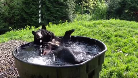 rub a dub dub bear in a tub.