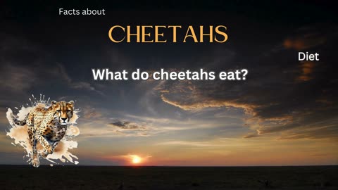 Cheetah Fact 5 - What do cheetahs eat?