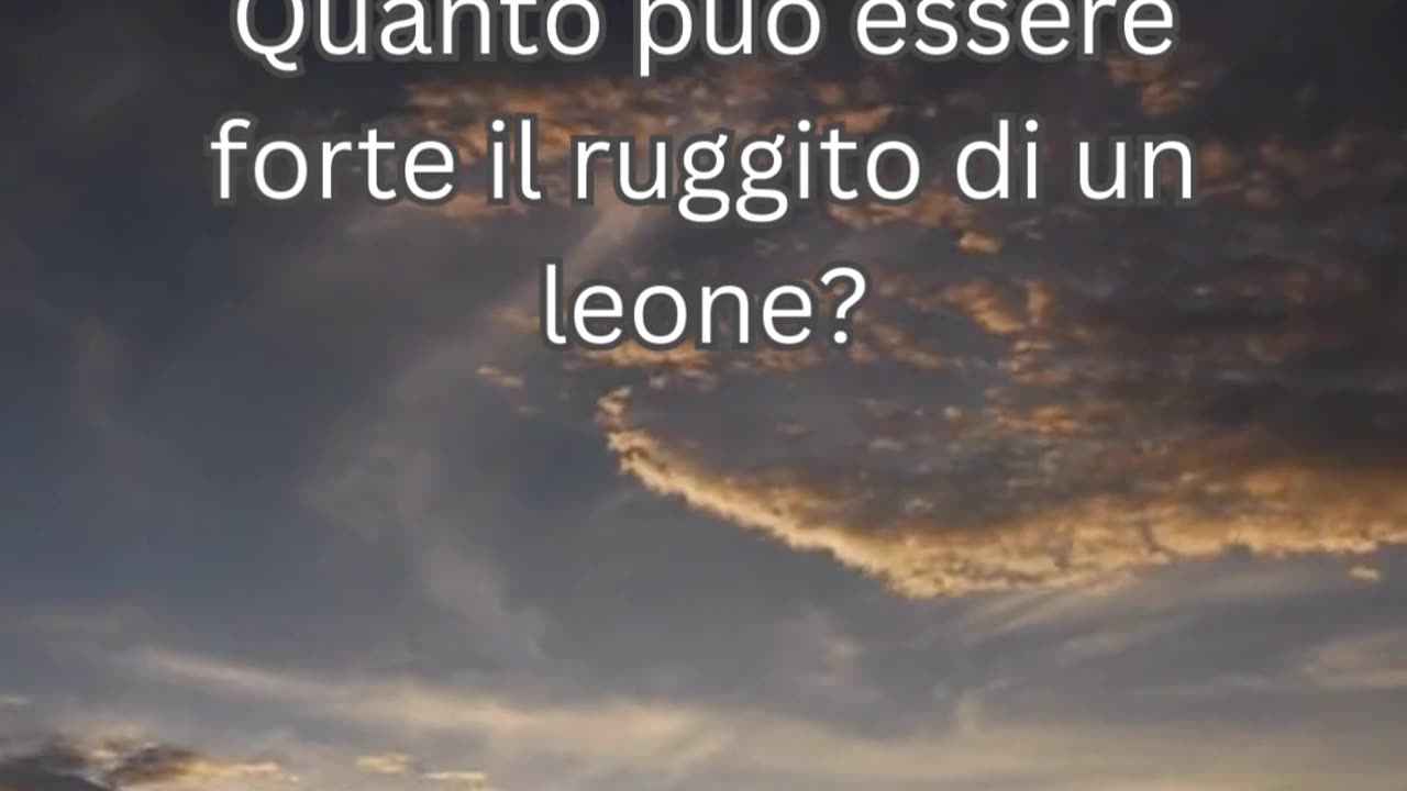 Fatto del Leone 6 - Quanto può essere forte il ruggito di un leone?