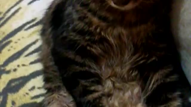 cat drunk with food