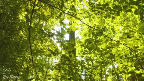 Beautiful Relaxing Music - Healing Stress, Anxiety and Depressive States Healing Mind, Body and Soul