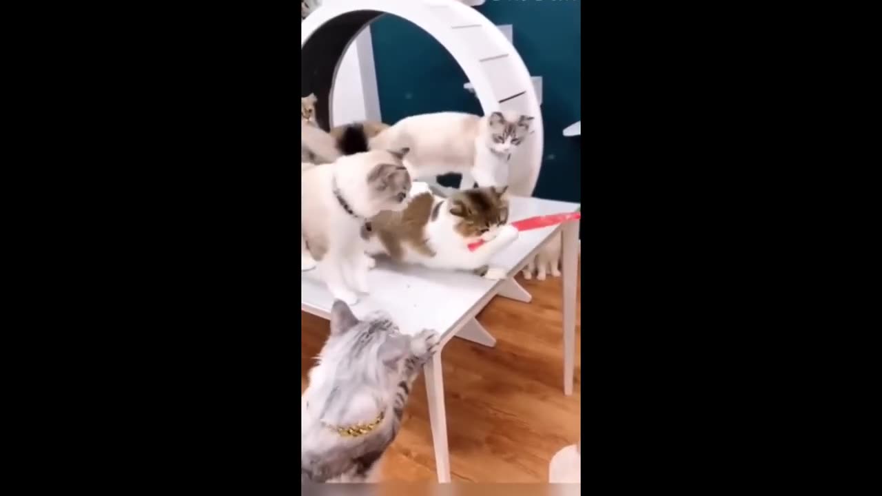 Funny animal video