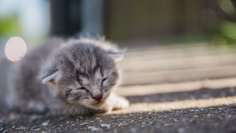 Baby kitten alone outside close up