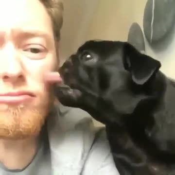 So cute A dog loving its owner |Funny animal videos| try not to laugh