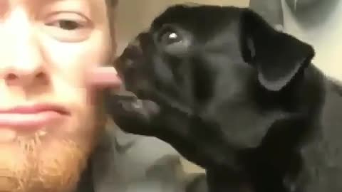 So cute A dog loving its owner |Funny animal videos| try not to laugh