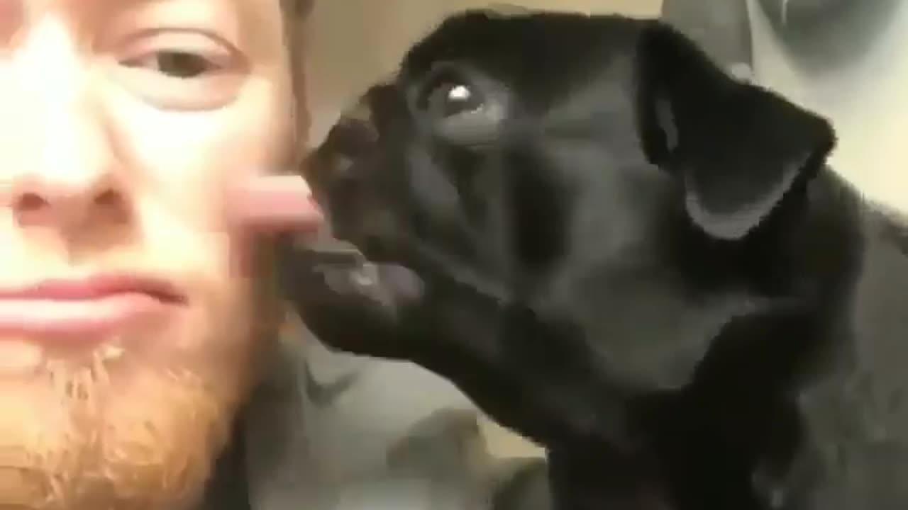 So cute A dog loving its owner |Funny animal videos| try not to laugh