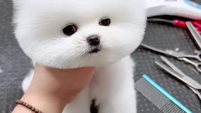 Want to try makeup and grooming for my cute puppy