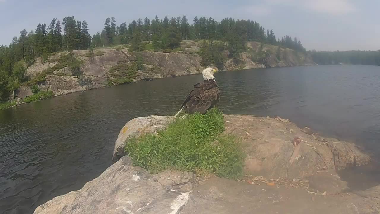 Eagle Having a Snack Gets An Unexpected FlyBy