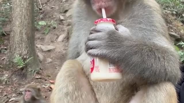 Few of these monkeys still exist in the wild