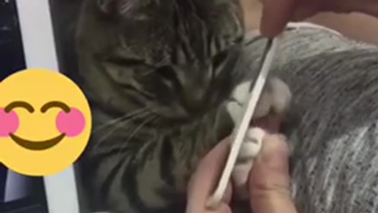 Funniest animals
