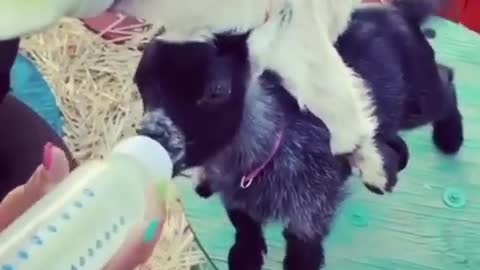 Funny Goat puppies😂