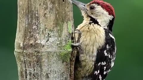 Wildlife in closer view with a natural perspective.