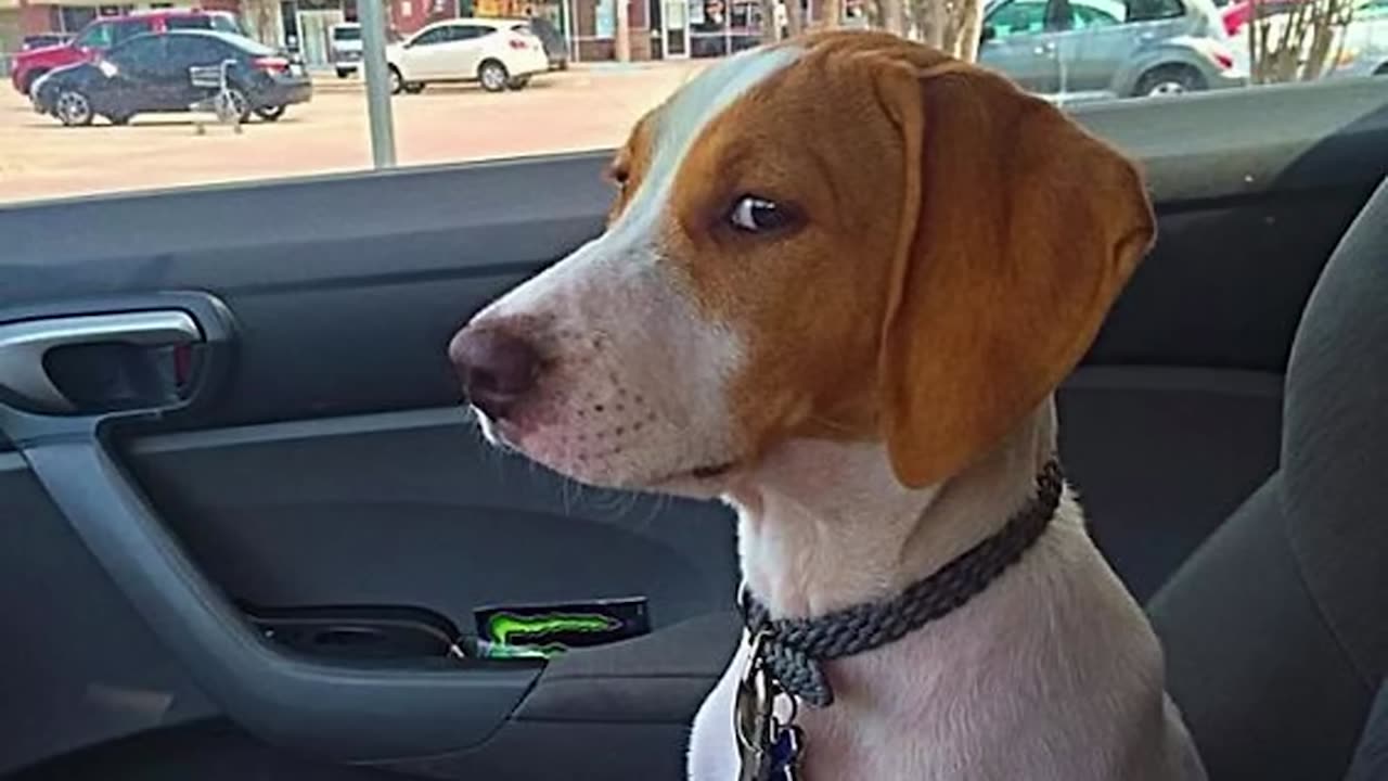 Brave' dogs reaction when realize he's going to the Vet