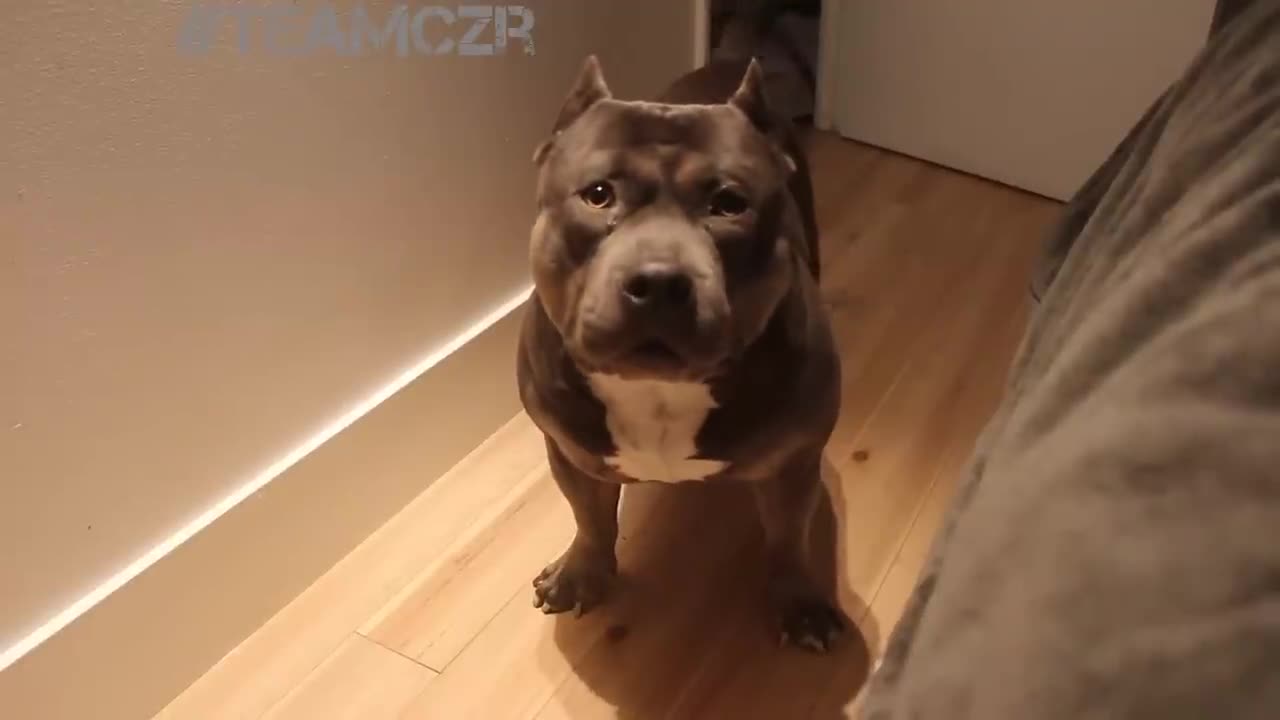 American Bully Dog Talking