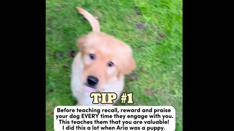 Tips on Teaching Your Dog Recall